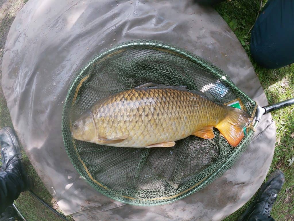 Carp fishing tips for beginners tips & tactics Improve Angling