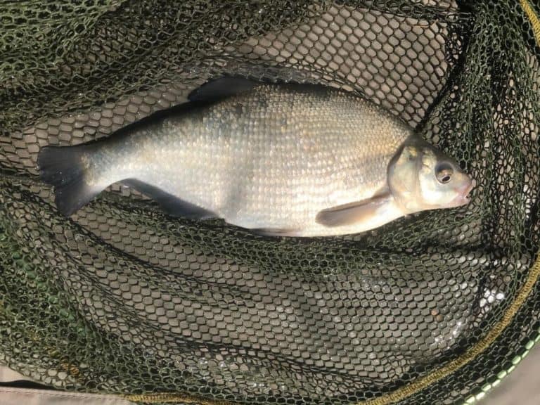 How to stop catching bream