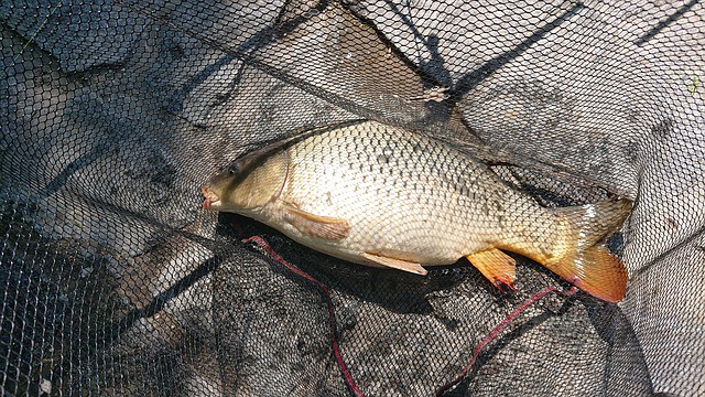 How to catch carp in the winter – tips & tactics