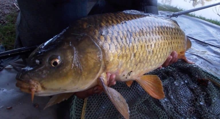 How to catch carp quickly