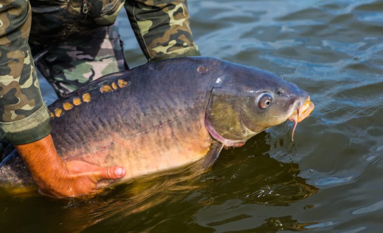 How To Catch Carp – A Complete Guide