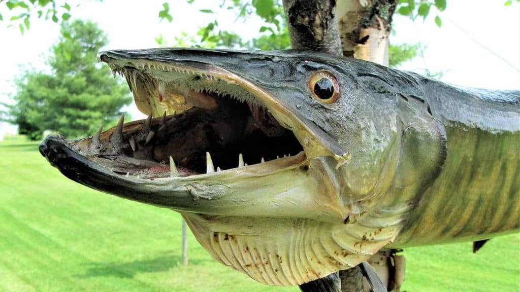 Are Muskie Dangerous - Killer Reputation Deserved?