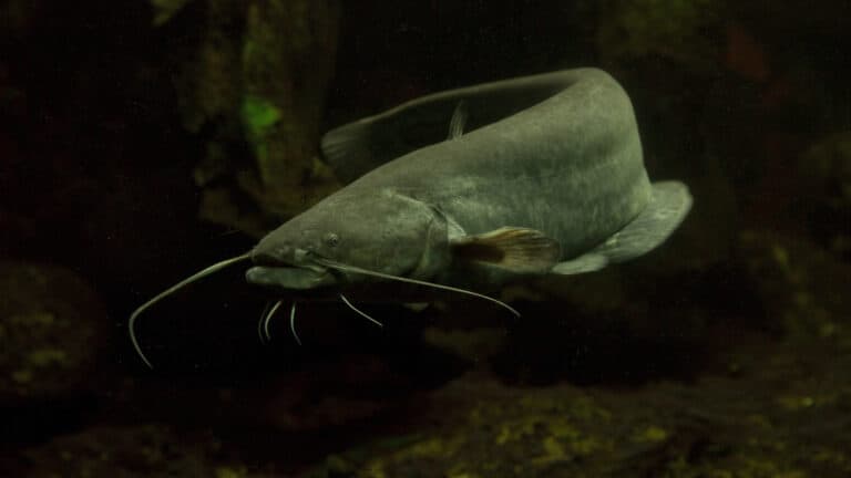 Most Dangerous Catfish Species In The World