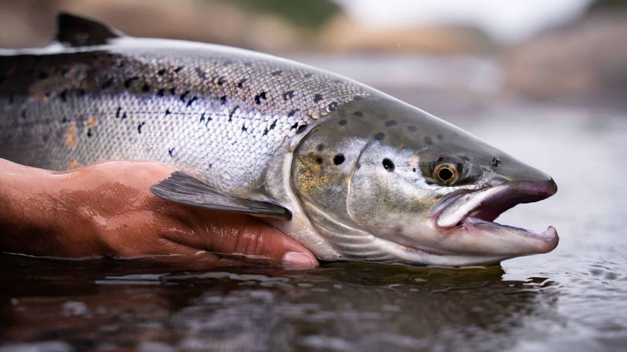 where-to-catch-salmon-in-the-uk-fisherman-s-guide