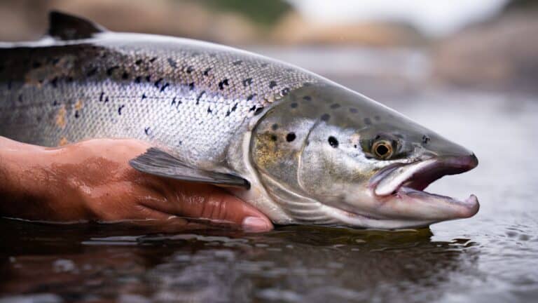 Where To Catch Salmon In The UK – Fisherman’s Guide