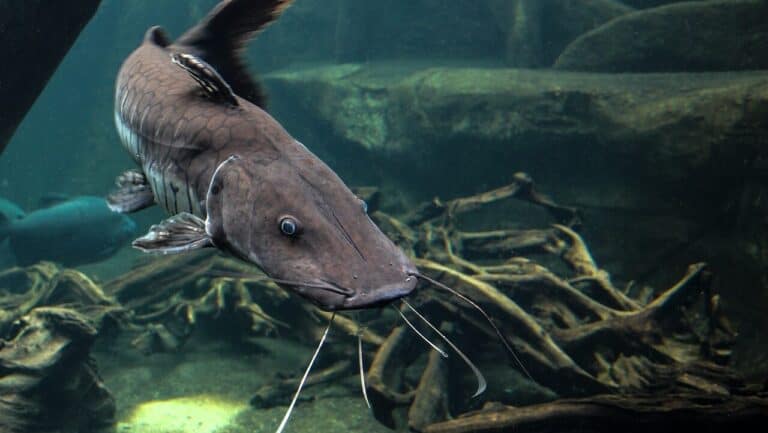 Hardest Fighting Freshwater Fish - 10 Freshwater Monsters