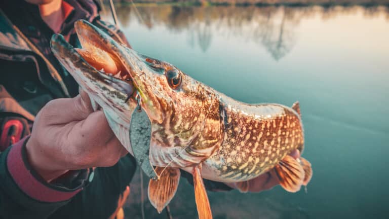 How To Catch Pike – A Fisherman’s Guide