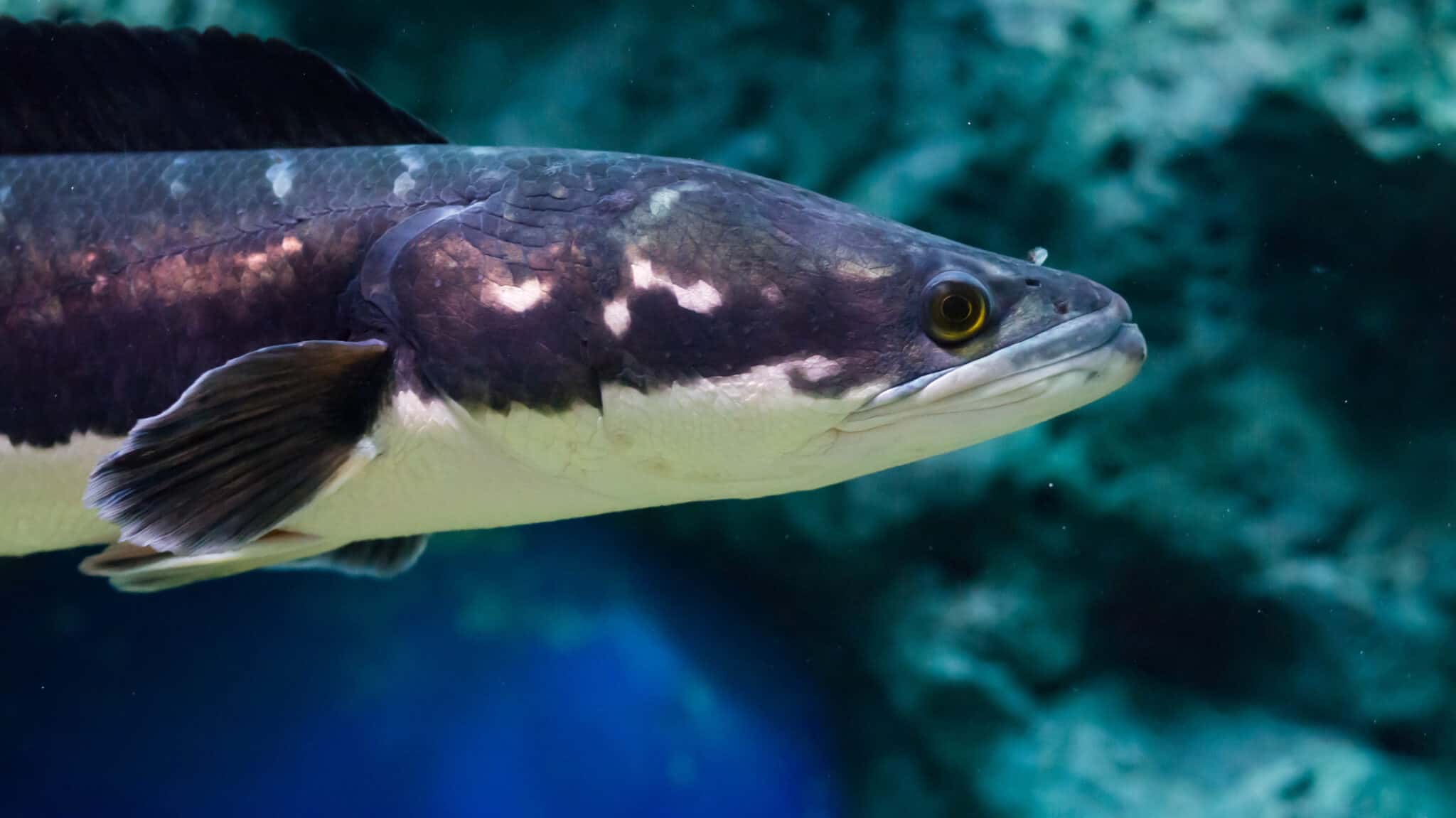 Snakehead Tooth Are Snakeheads Dangerous - Truths & Myths Explained