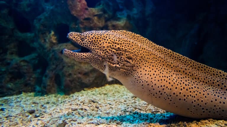 Are Moray Eels Dangerous? – Truths & Myths Explained